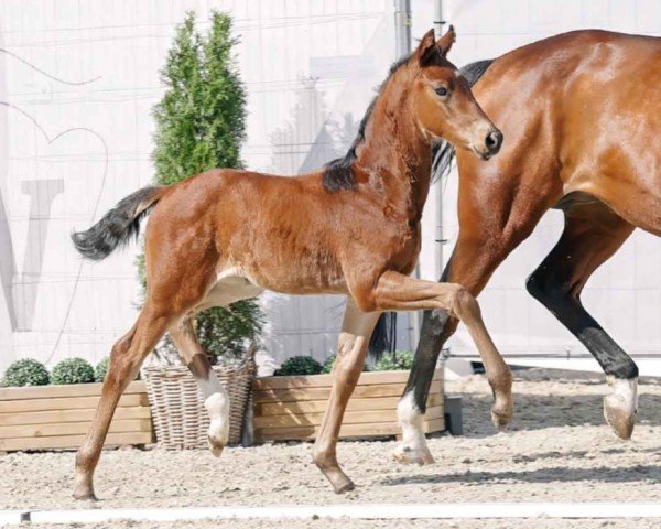 horse Die kleine Daisy (Westphalian, 2023, from Don Romance PS OLD)