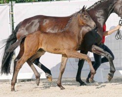 Pferd Hengst von Glamdale WP / Dancier (Westfale, 2023, von Glamdale WP NRW)