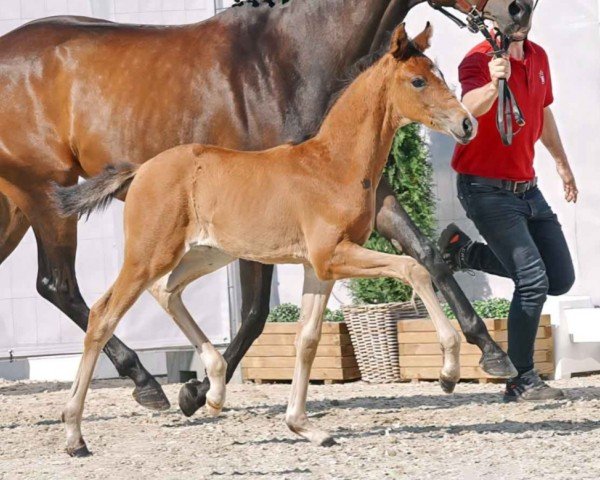 horse Baila (Westphalian, 2023, from Be my Dancer)