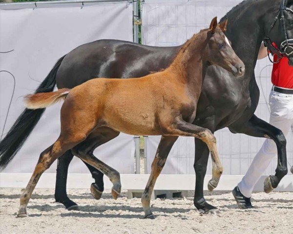 horse Sweet Melody AK (Westphalian, 2023, from Sir Donnerhall I)
