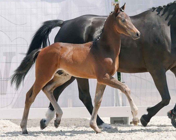 horse Dante H (Westphalian, 2023, from Dynamic Dream)