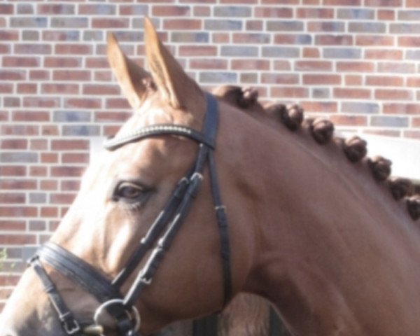 horse Erlkönig (Westphalian, 2017, from Escolar)