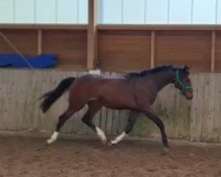 Pferd Christobell GM (Westfale, 2021, von Christ)