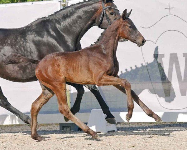 horse Te Quiero (Westphalian, 2023, from Total Diamond PS)