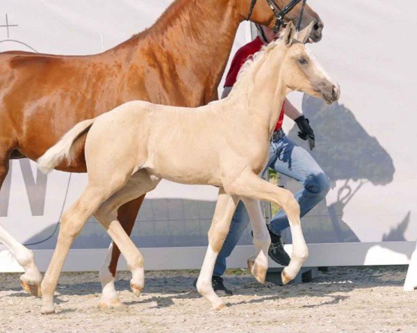 horse Queen of Design (Westphalian, 2023, from Qandide)