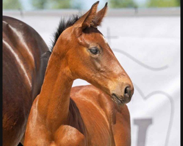 horse Be my Boo MTS (Westphalian, 2023, from Be my Dancer)