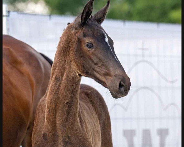 horse Stute von Vision / Desiderius L (Westphalian, 2023, from Vision)