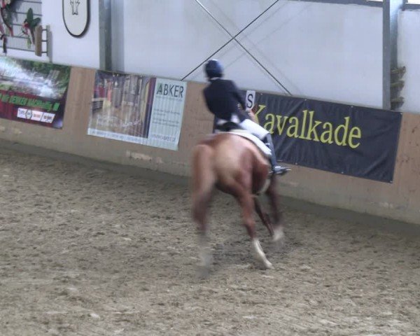 Reitturnier Borgholzhausen-Westbarthausen 2024