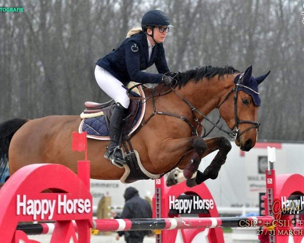 jumper Chaccero (Hanoverian, 2017, from Cicero Z van Paemel) jumper Chaccero (Hanoverian, 2017, from Cicero Z van Paemel)