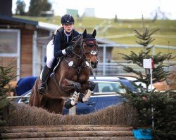 jumper Auhörn's Cassiopeia (Oldenburg show jumper, 2016, from Casino Grande)