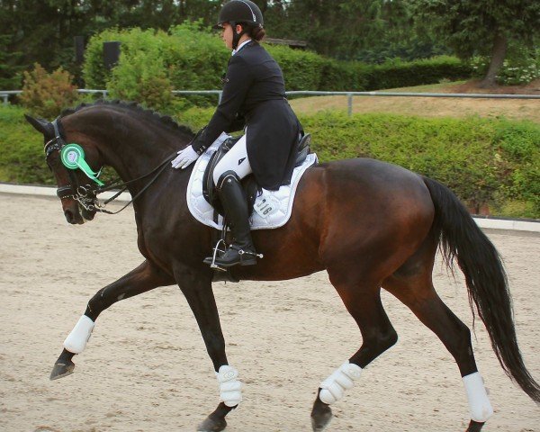 dressage horse Superio 3 (Hanoverian, 2010, from Soliman)