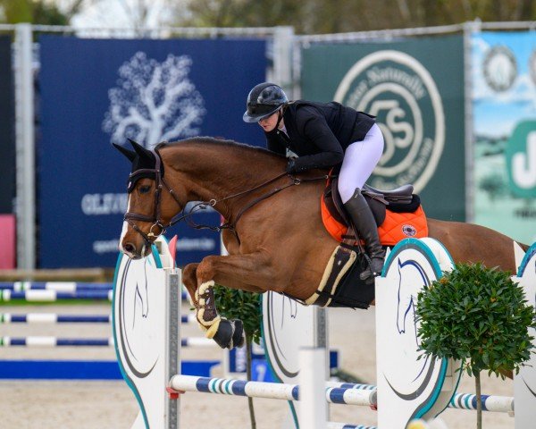 jumper Nikolette 3 (Holsteiner, 2014, from Colman)