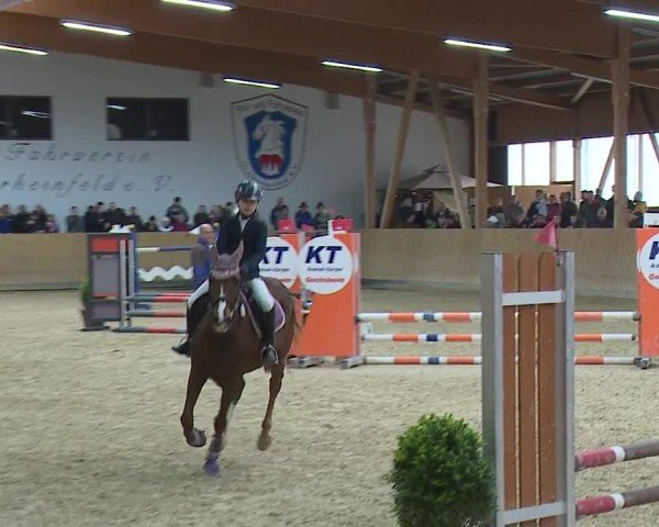 Reitturnier Grafenrheinfeld/Ufr. 2024