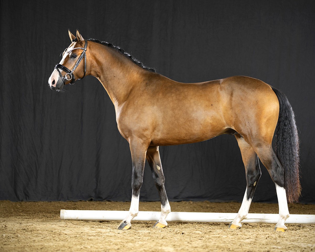 stallion Dornfelder 21 (German Riding Pony, 2019, from Dreiklang AT NRW)