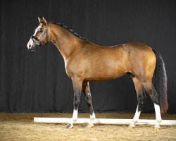 stallion Dornfelder 21 (German Riding Pony, 2019, from Dreiklang AT NRW)