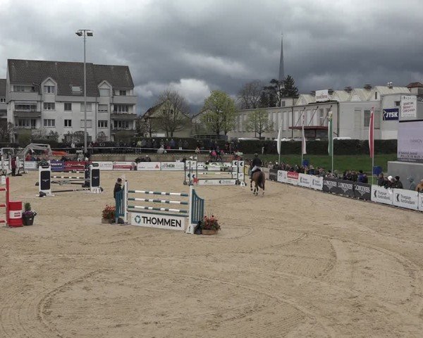 Reitturnier Amriswil 2024