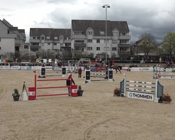 Reitturnier Amriswil 2024