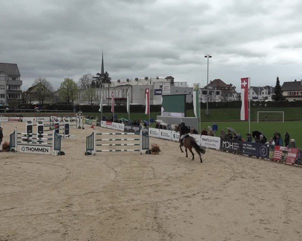 Reitturnier Amriswil 2024