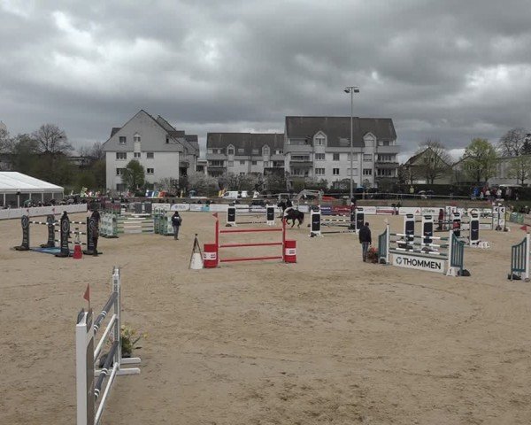 Reitturnier Amriswil 2024