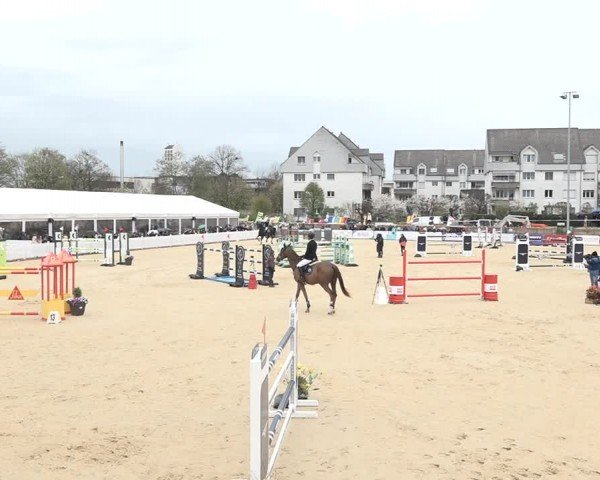 Reitturnier Amriswil 2024