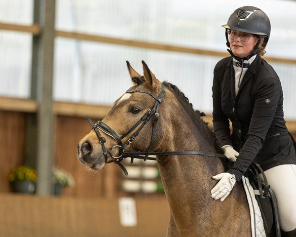 stallion Daily Honey L (German Riding Pony, 2016, from Darubi Gold)