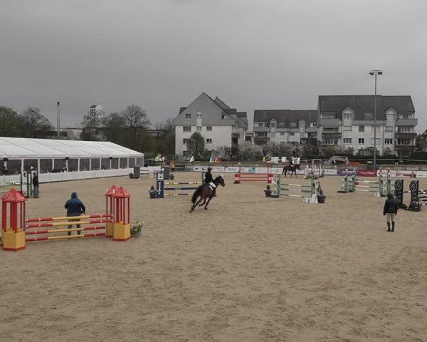 Reitturnier Amriswil 2024