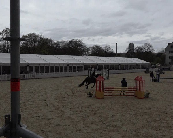 Reitturnier Amriswil 2024