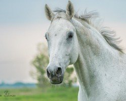 dressage horse Firlevanz (Oldenburg, 2008, from Fidertanz)