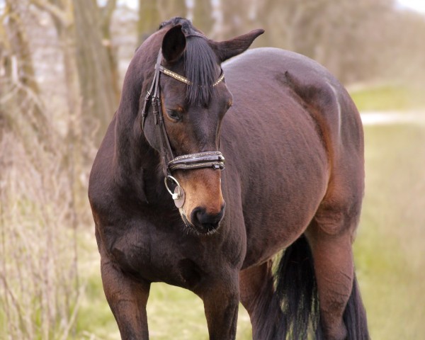 Springpferd Check In S (Deutsches Sportpferd, 2015, von CHAMPION 119)