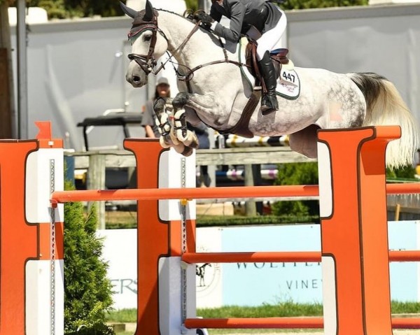 Springpferd Olivia Scf (Belgisches Warmblut, 2014, von VDL Cardento 933)