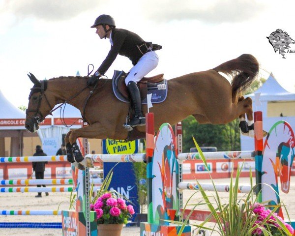 Springpferd Insurance Il Les Hauts (Belgium Sporthorse, 2014, von Spartacus TN)
