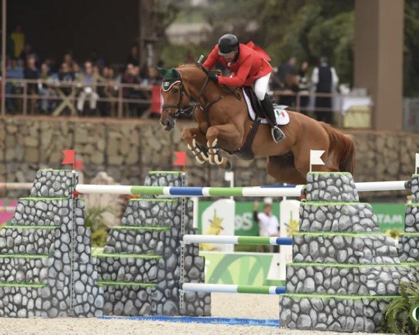 jumper Babel (Mexican Riding Horse, 2007, from Billy du Lys)