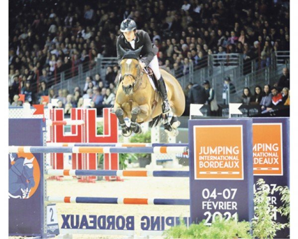 jumper Velina de Farjonniere (Selle Français, 2009, from Toulon)