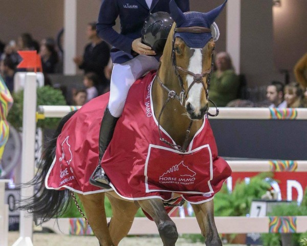 Springpferd Jacintha Vh Kriekenhof (Belgisches Warmblut, 2009, von Winningmood van de Arenberg)