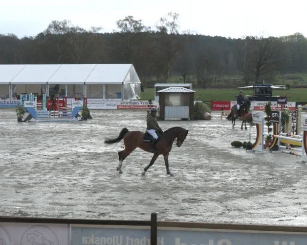 Reitturnier Westergellersen 2024