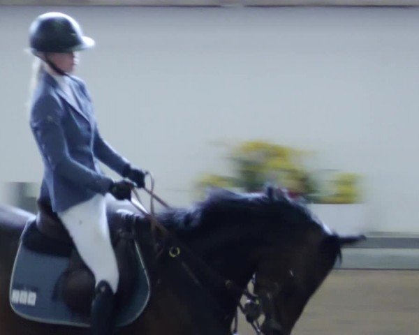 Reitturnier Waghäusel-Wiesental 2024
