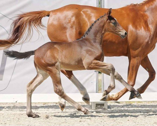 horse Gentleman ES (Westphalian, 2023, from Glamdale WP NRW)