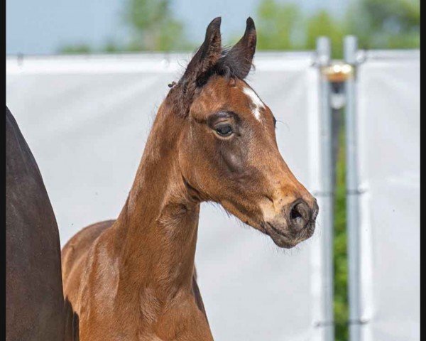 horse Rockstar (Westphalian, 2023, from Raven)