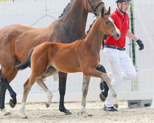 horse Sailormoon (Westphalian, 2023, from Son of Stevertal)