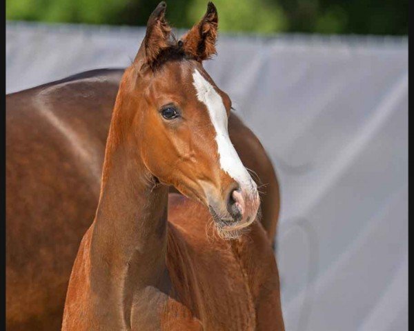 horse Zoom's Limited Edition (Westphalian, 2023, from Zoom)