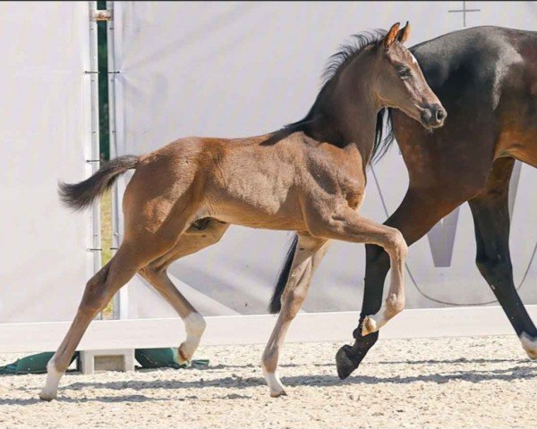 horse Hengst von Fanegro / Delamanga (Westphalian, 2023, from Fanegro)