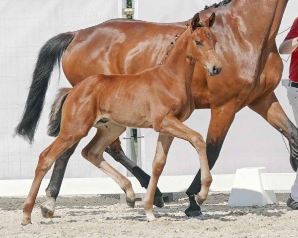 horse Segantino (Westphalian, 2023, from Segantini FRH)