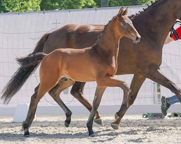 horse Glenfinnan (Westphalian, 2023, from Glamdale WP NRW)