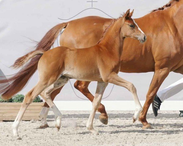 horse Bellezza (Westphalian, 2023, from By your Side 3)