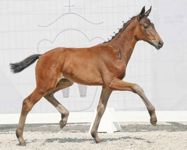 horse Sky (Westphalian, 2023, from Sir Heinrich OLD)
