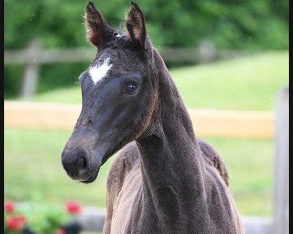 horse Zensation (German Sport Horse, 2023, from Blue Hors Zackerey)