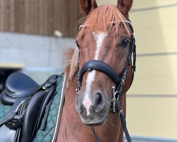 Pferd New Hope (Deutsches Reitpony, 2019, von FS New Look)
