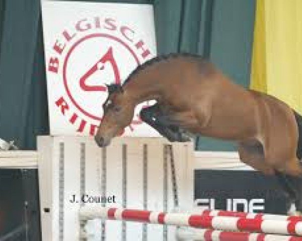 broodmare Blue Forest Surprise (New Forest Pony, 2012, from Vivienne's Vision of Freedom)