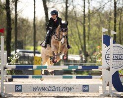 jumper Fs Moneymaker (German Riding Pony, 2012, from FS Mr. Right)