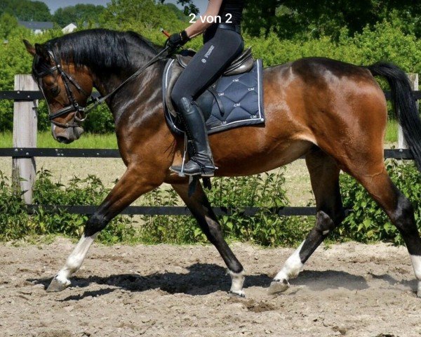 horse Corazon (Westphalian, 2015, from Captain Fire)